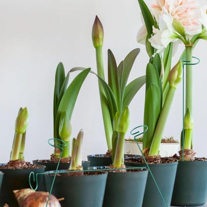 10 Pieces 24 inch Green Single Stem Plant Stakes Flower Support Rings,Gardening Planter Cages for Single Stem Flowers, Amaryllis, Peony, Lily,Narcissus - color: Green-24-inch 10pack