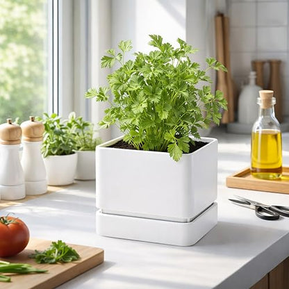 D'vine Dev Plastic Herb Planter Pot, 6 in, White, 76-Y-A1-2 - color: White, size: 6 Inch x 6.5 Inch