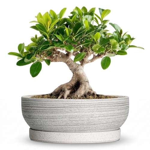 Ceramic Bonsai Planter, 8 Inch Succulent Pot with Tray, Brushed Grey - color: Brushed Grey, size: 8 Inch
