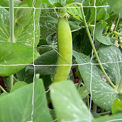 Tcamp Heavy-Duty Polyester Plant Trellis Netting 5 x 30ft (1 Pack) - size: 6" Mesh (5 Ft X 30 Ft)