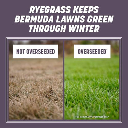 Pennington Annual Ryegrass, Grass Seeds for Lawn, 25 Lb - size: 25 lb