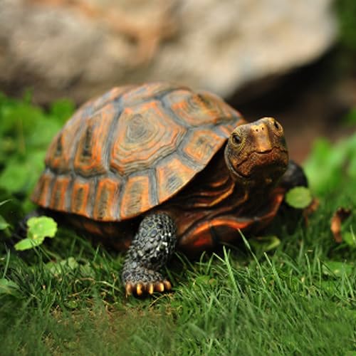 AETVRNI Turtle Figurine Garden Statue Resin Animal Sculpture Realistic Turtle of Polyresin Garden Patio Lawn Yard Outdoor Decorative,L - size: Large