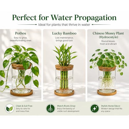 Glass Plant Propagation Stations, 2PCS
