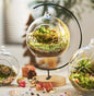 LuckyRunes DIY Terrarium Kit with Live Moss, 15-Piece Glass Globe Set