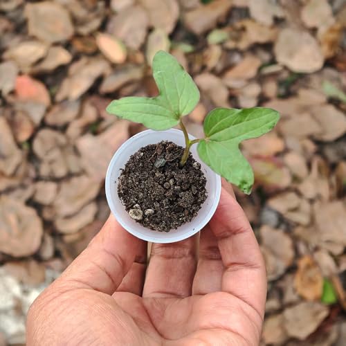 300 Pack 1.80 Inch Tiny Clear Plastic Nursery and Seedling Pot, Mini Transplant Seed Starter Planter with Drain Hole for Germination, Herb, Succulent