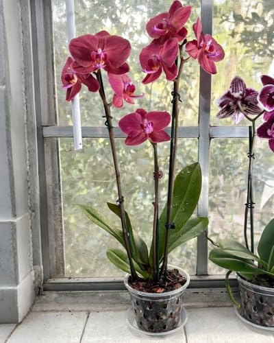 10 Pack 7 Inch Orchid Pot , Deeper&Thicker Plastic Orchid Pots with Holes - size: 10 Pack - 7 Inch