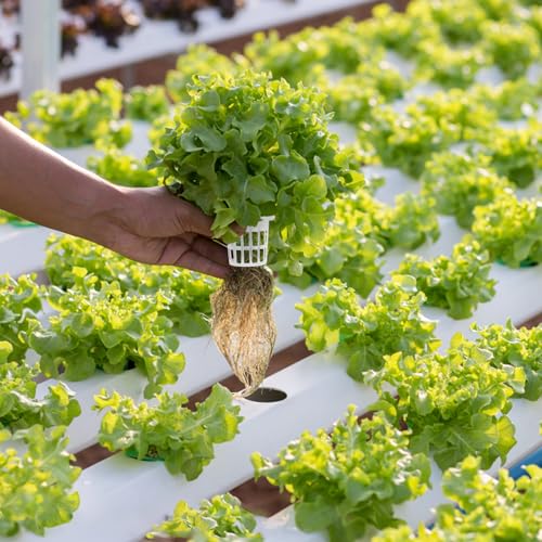 Angoily 1.5" Net Pots, 50Pcs Plastic Hydroponic Pod Net Cultivation Basket