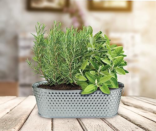 Buzzy Seeds Rosemary & Sage Herb Grow Kit, Metal Windowsill Planter - color: Silver