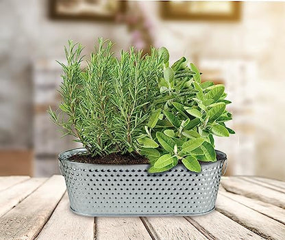 Buzzy Seeds Rosemary & Sage Herb Grow Kit, Metal Windowsill Planter - color: Silver