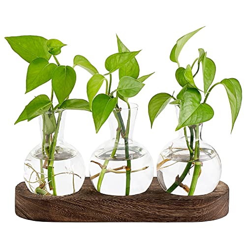 Mkono Plant Propagation Station, Desktop Glass 3 Bulb Vase Brown Wood Tray - color: Brown, size: Medium