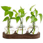Mkono Plant Propagation Station, Desktop Glass 3 Bulb Vase Brown Wood Tray - color: Brown, size: Medium