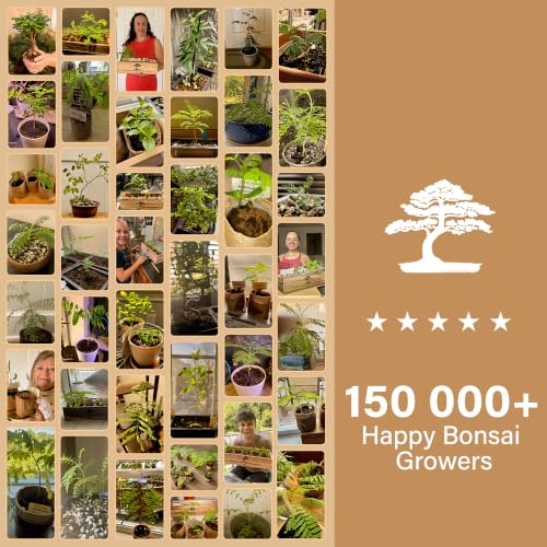 Bonsai Tree Kit Deluxe - Growing 5 Unique Japanese Bonzai Trees
