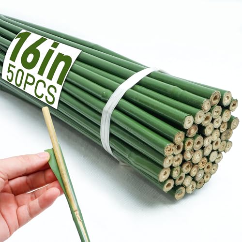 50Pcs 16in Bamboo Sticks for Indoor Outdoor Plants, 0.29"-0.38" Natural Bamboo Poles, Durable Garden Stakes for Tomatoes, Beans, Flowers and Potted Plants - size: 16IN 50PCS