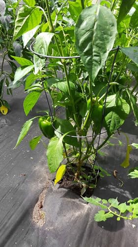 33 Inch Galvanized Steel Tomato Cage Heavy Duty Vegetable Plant Support Frame