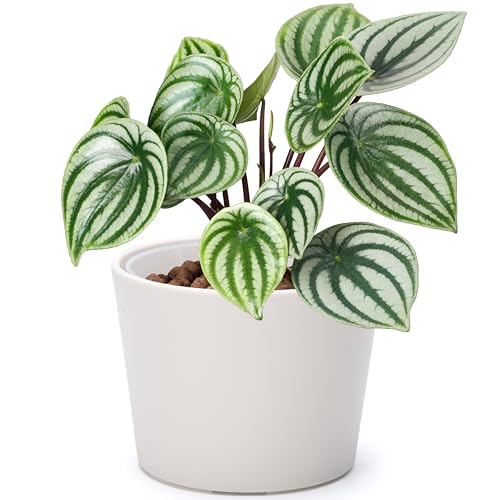 Phoenix Vine 6.6 Inch Oatmeal Plastic Cachepot with Clear Nursery Pot, Decorative Lightweight Planter Cover with Transparent Inner Pot for Indoor Houseplants, Pack of 1, 24-C-G-1 - color: Oatmeal, size: 6.6" (1 Pack)