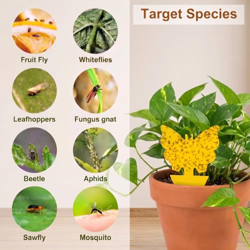 Yellow Sticky Fruit Fly Trap 36 Pack, Dual-Sided Gnat Traps for Plants - size: 36 Packs