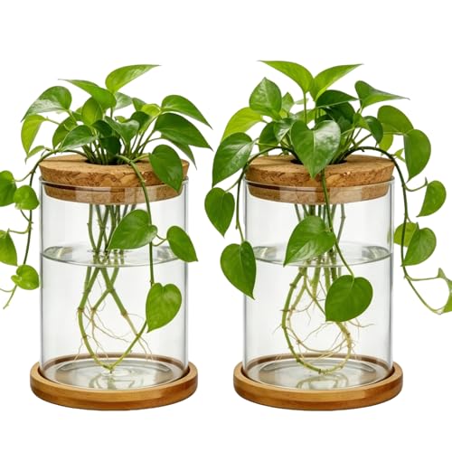 Glass Plant Propagation Stations, 2PCS