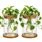 Glass Plant Propagation Stations, 2PCS