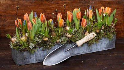 Tierra Garden DeWit Forged Hand Trowel, Garden Tool for Roots and Planting, Standard (31-3000) - size: Standard, style: Short Handle