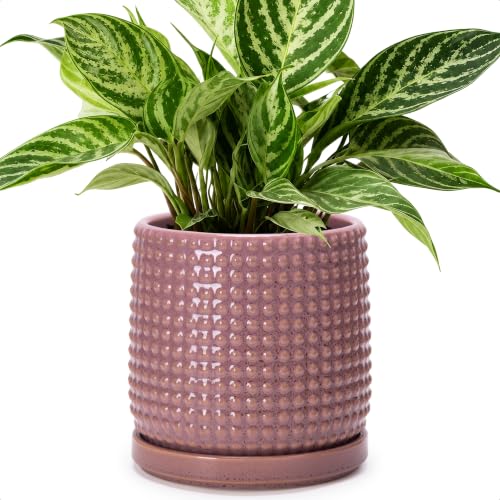D'vine Dev Beaded Ceramic Pot with Saucer, 6 in, Blush Mauve, 27-C-X-K - color: Blush Mauve, size: 5.8 Inch