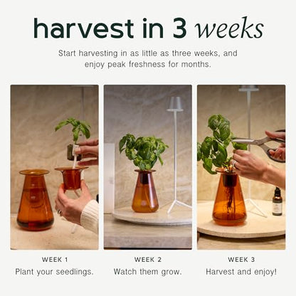 Lettuce Grow Counterstand | Indoor Hydroponic Herb Garden Kit | No Light - size: No glow lamp