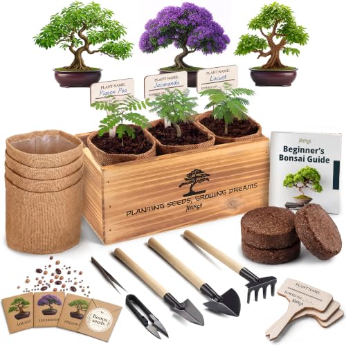Bonsai Tree Kit Classic - Growing 3 Unique Japanese Bonzai Trees - size: Small 10"