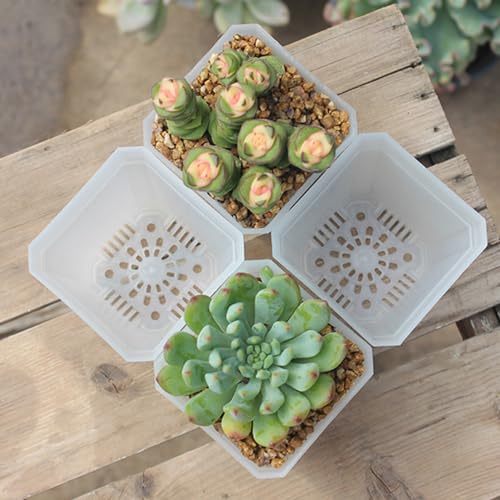 120 Pack Small 2.70 Inch Clear Plastic Square Nursery and Seedling Pot Container, Seed Starting Transplant Planter with Drain Hole for Germination