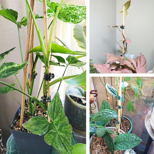 Plants Orchid Support Clips Plant Clips Orchid Clips Flower Vine Clips for Supporting Stems Vines Stalks Climbing Plant Grow Upright 30PCS Tiny Size