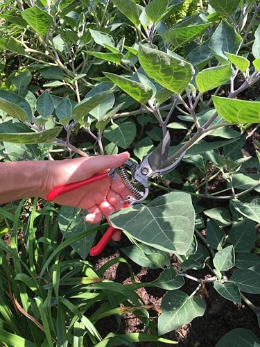 Corona ClassicCUT Forged Bypass Hand Pruner, Red, 3/4" - size: 3/4 inch