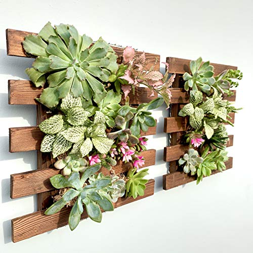 ShopLaLa Wall Planter - 2 Pack Wooden Hanging Succulent Wall Decor, Live Air Plants Orchids Wall Mounted Holder Frame Display for Indoor Outdoor, Living Plant Wall Decor Balcony Garden - size: 29cm (11.4") x 2