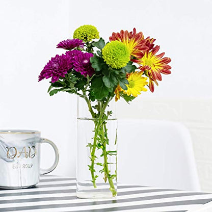 Square Glass Propagation Vase 2 Pack, Wall Hanging Hydroponic Planter - color: Square Tube