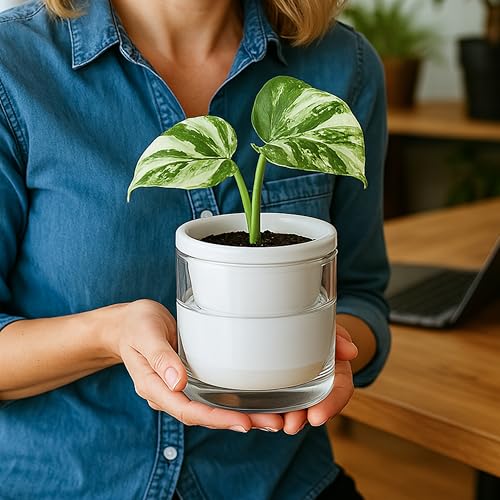 D'vine Dev Self-Watering White Terracotta Planter, 4 in, 2-Pack, 37-Y-A-2 - color: White, size: 4 Inch