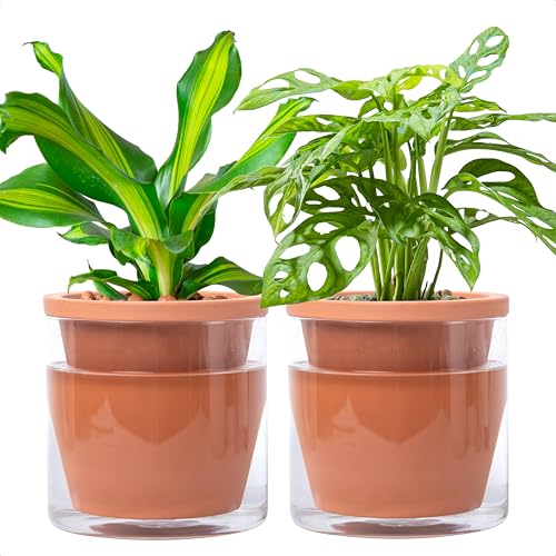 D'vine Dev Self Watering Terracotta Planter Pot, 6 in, 2-Pack, 37-Y-B-1 - color: Terracotta, size: 6 Inch