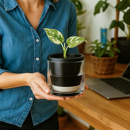 D'vine Dev Self-Watering Black Terracotta Planter, 4 in, 2-Pack, 37-Y-A-3 - color: Black, size: 4 Inch