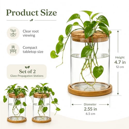 Glass Plant Propagation Stations, 2PCS