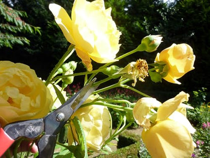 Okatsune Bud Cutting Shears No. 304 - size: 7.5 inches, style: Bud Shears
