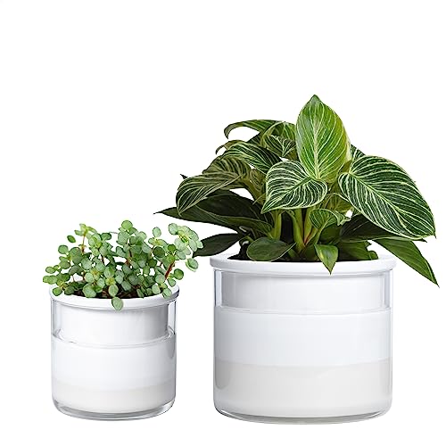 Phoenix Vine 6 Inch 4 Inch Self Watering Planter Pots, Design White Terracotta Pots for Plants, Indoor Cylinder Terra Cotta Pots with Glass Vase Set, 51-B-G-46 - color: White, size: 4+6 Inch