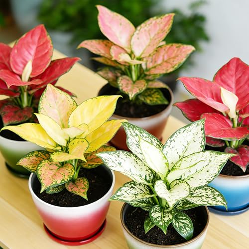Worth 8 in. Small Plant Pots, Plastic Round 8" Flower Pots Set of 6