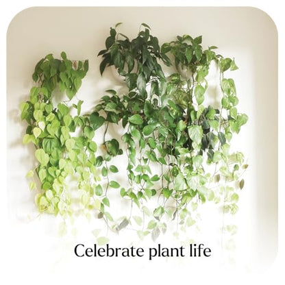 Make Good Virgo Wall Planters (Wide, Set of 6) - Easy to Water and Install - Lightweight - Design Your Own Vertical Garden - Melamine Plastic