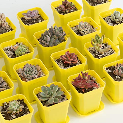 30Pcs 3" Plants Nursery Pot with Saucers Yellow, Square Planting Pots - color: Yellow