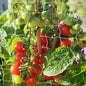 Heavy Duty Garden Trellis Netting, 6 x 30 ft, White, Rectangular, Reusable, Supports Vine Vegetables Fruits Flowers, Ideal for Vertical Horizontal Gardening - size: 6x30ft - 2 Pack