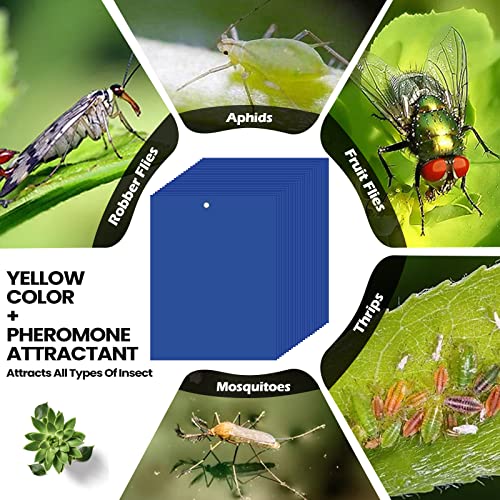 Qualirey 250 Pcs 6x8 Inch Blue Sticky Traps for Thrips - color: Sky Blue