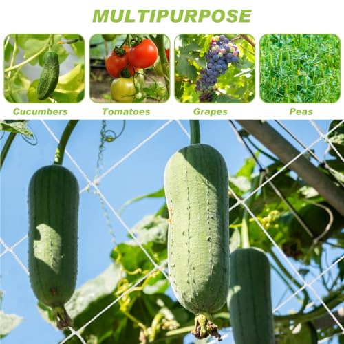 Berlune 6.5 x 2000 ft Trellis Netting Roll Heavy Duty Nylon Garden Trellis Netting with 6 Inch Mesh Soft Plant Support Net for Climbing Plants, Grape Racks, Growing Support Bean, Pea, Tomatoes - size: 6.5 x 2000 ft
