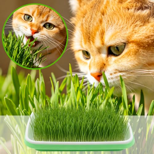 5 Pack Seed Sprouter Tray with Germinating Paper
