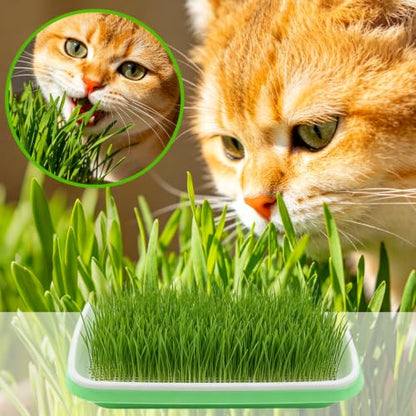 5 Pack Seed Sprouter Tray with Germinating Paper