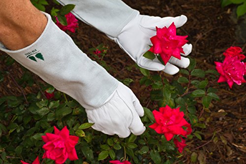 Leather Gardening Gloves by Fir Tree. Premium Goatskin Gloves With Cowhide Suede Gauntlet Sleeves. Perfect Rose Garden Gloves. XL - Men's and Women's Sizes. (See Size Chart Photo) - size: X-Large (Pack of 1)