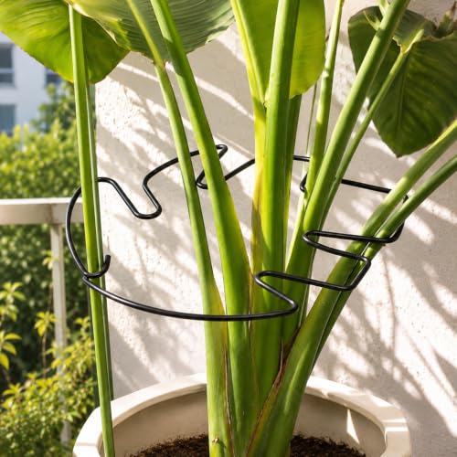 Yohsnor 5PCS Monstera Plant Stem Support-Ideal for Monstera&Climbing Plants - color: Black, size: 11IN*9.4IN