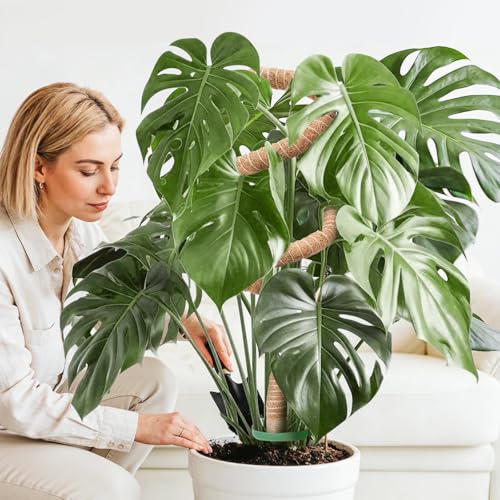 Moss Pole Monstera Plant Support 2 Pack 50 Inch Bendable Monstera Support - size: 50 in (2 Pack)