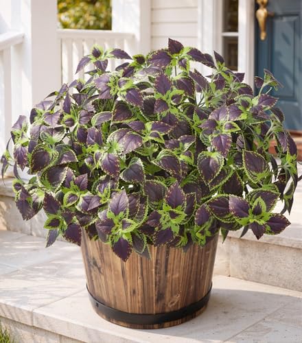 HyeFlora Artificial Coleus Plants Outdoor 5 Pcs (Brown) - color: Green