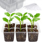 Bonviee 10-Pack Seed Starter Trays, 6-Cell Insert Trays, Clear - color: Clear, size: 60 XL Cells